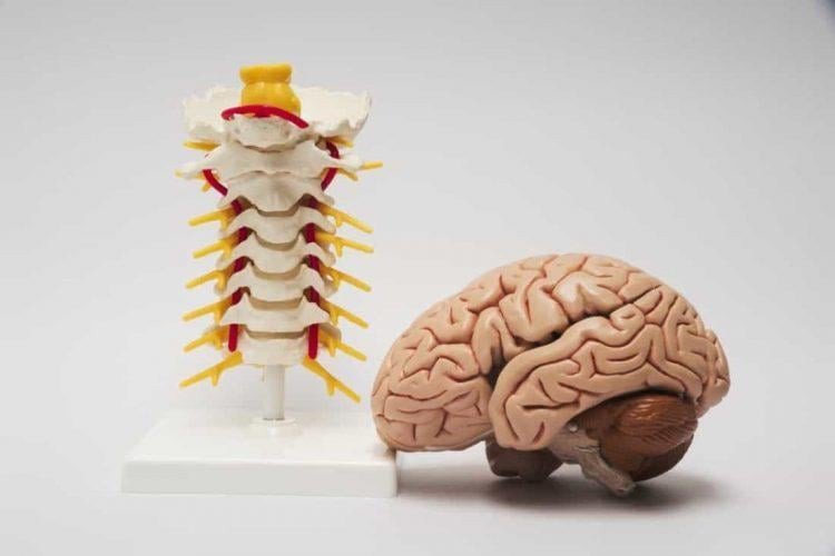 Ăn gạo lứt có tác dụng gì cho thần kinh