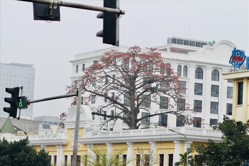 Bạn có thể ngắm nhìn hoa gạo tại các con phố Trần Khánh Dư, Phạm Ngũ Lão, ngã ba Giải Phóng - Phương Mai... tại Hà Nội