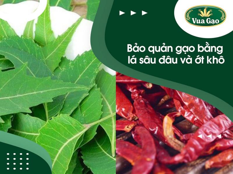 Bảo quản gạo bằng lá sầu đâu và ớt khô giúp gạo để được lâu hơn