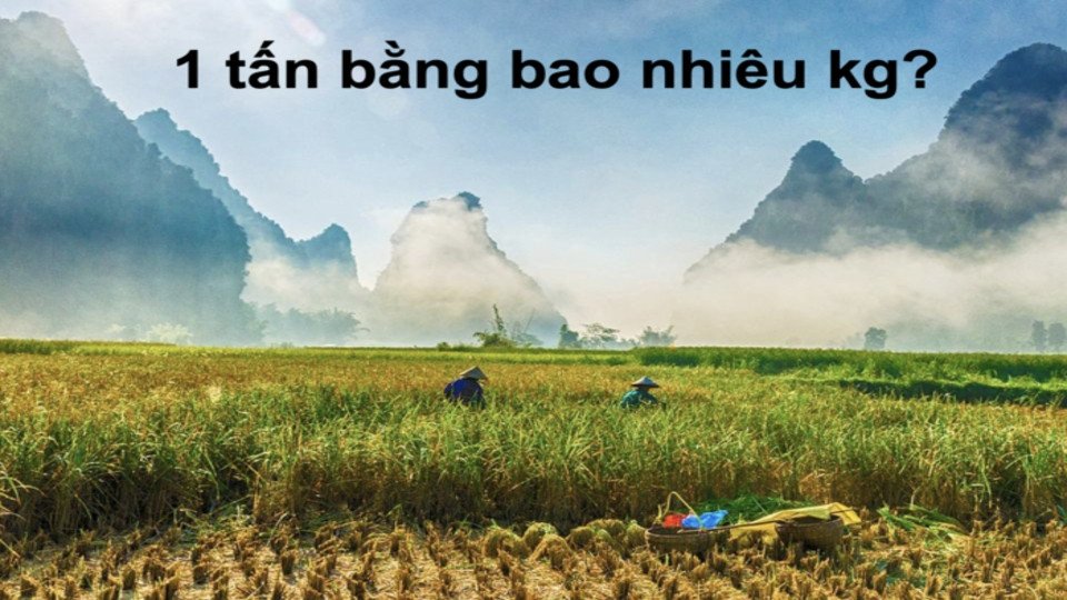 Biểu đồ trực quan so sánh khối lượng 1 tấn gạo bao nhiêu kg và các đơn vị khác