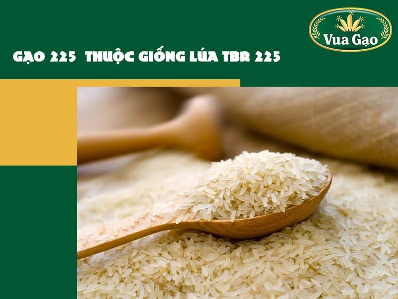 Bông lúa TBR 225 trĩu hạt, hứa hẹn năng suất cao và ổn định, ảnh hưởng trực tiếp đến giá gạo 225 trên thị trường.