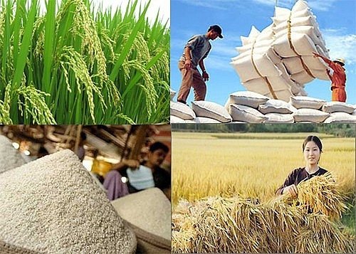 Các bên liên quan đang thảo luận về các giải pháp và chính sách để ổn định giá lúa gạo.
