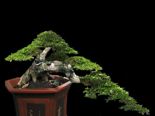 Các loại cây linh sam hạt gạo phổ biến trong giới bonsai