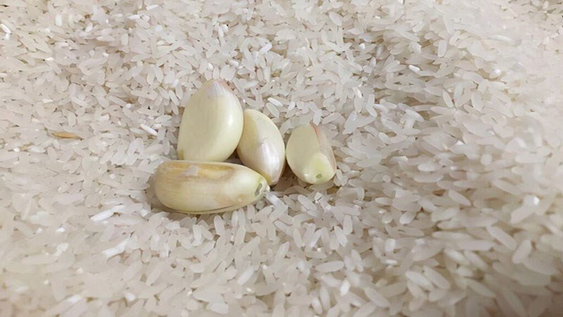 Các nhánh tỏi tươi được đặt vào thùng gạo để bảo quản và ngăn ngừa mọt