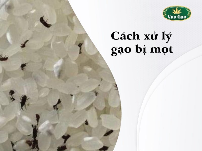 Cách xử lý gạo bị mọt