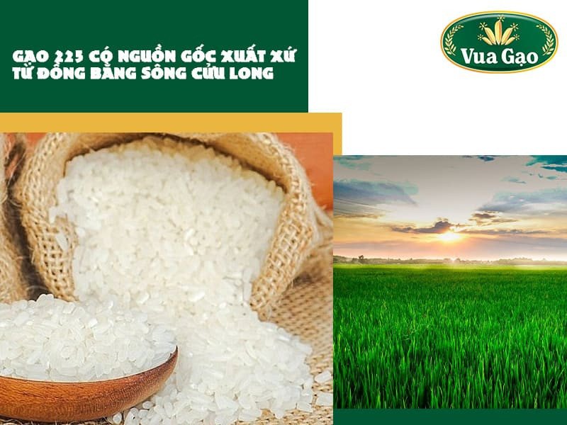 Cánh đồng lúa bạt ngàn tại Đồng bằng sông Cửu Long, nơi sản xuất gạo 225 và nhiều loại gạo thơm ngon khác.