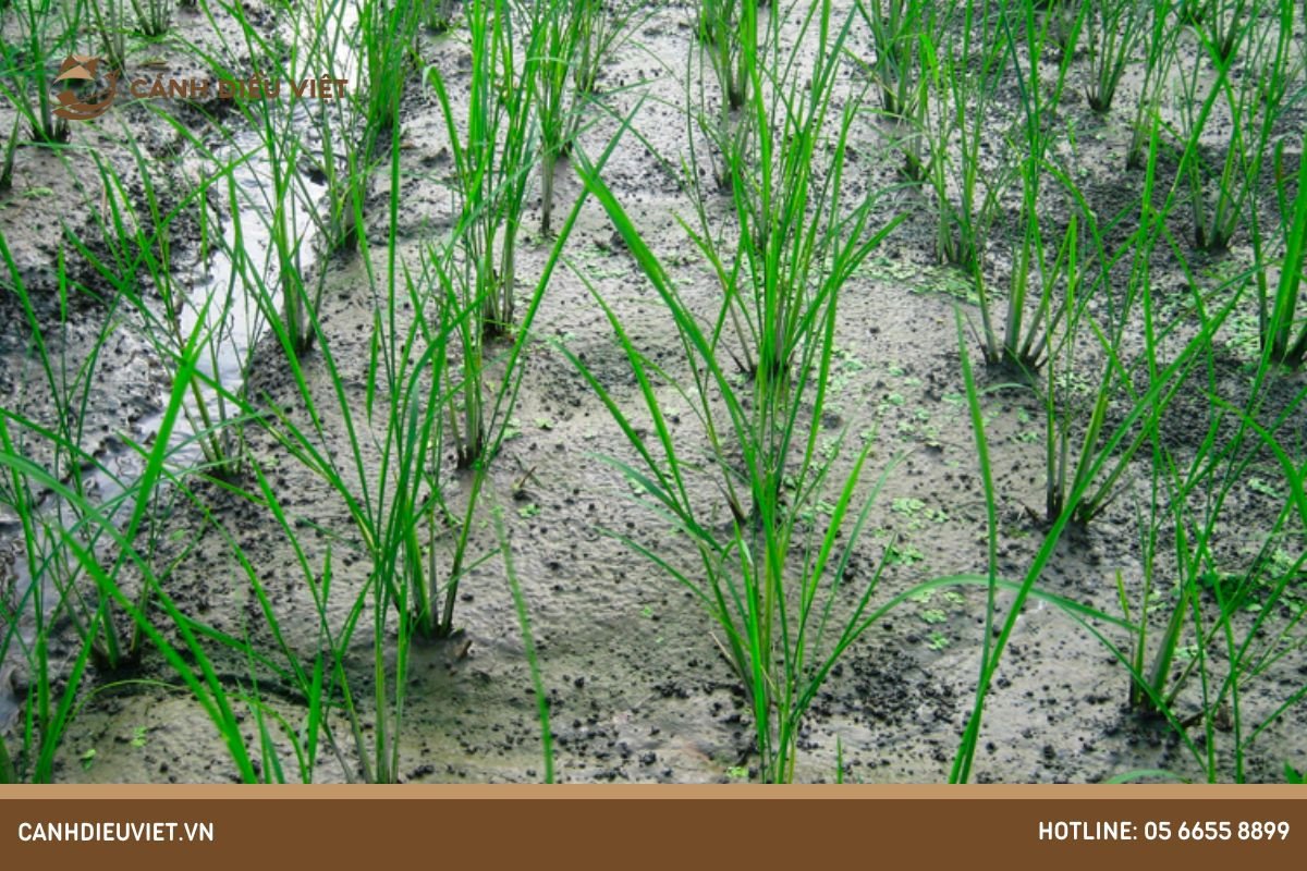 Cánh đồng lúa bạt ngàn tại Việt Nam, nơi thể hiện rõ đặc điểm sinh thái của cây lúa gạo là ưa khí hậu nhiệt đới gió mùa