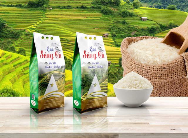 Cánh đồng lúa Séng Cù Mường Khương vàng óng mùa thu hoạch.