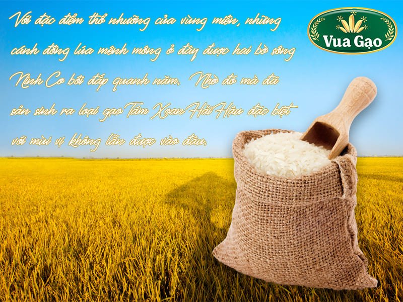 Cánh đồng lúa tám xoan ở Hải Hậu