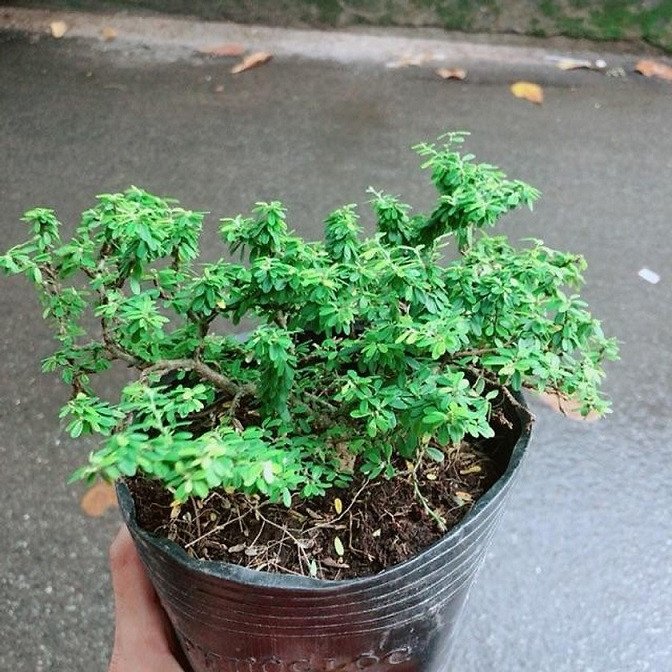 Cây linh sam hạt gạo lá nhỏ xanh tươi, thân gỗ uốn lượn