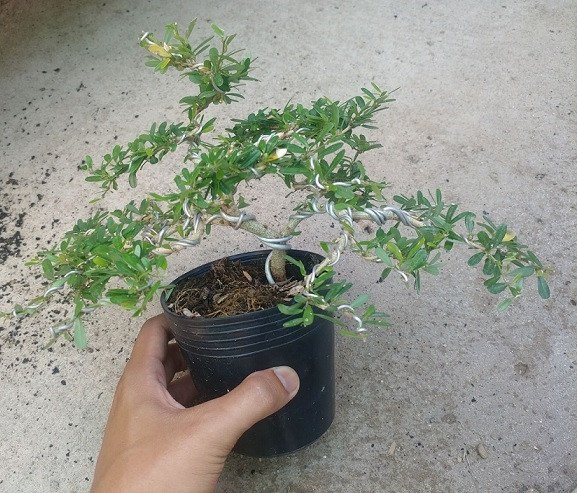 Cây linh sam hạt gạo trồng trong chậu đất sét, rễ bám chắc