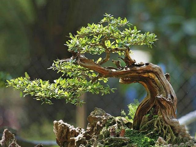 Đặc điểm nhận biết cây linh sam hạt gạo, lá nhỏ và thân uốn lượn