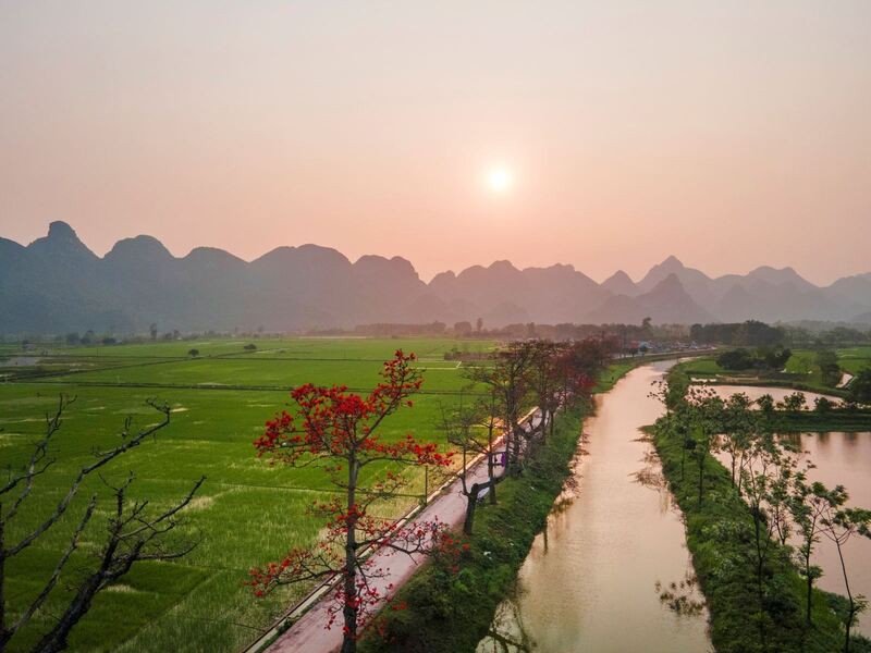 Đến thôn Đoan Nữ ngắm màu hoa gạo dọc theo hai bên đường