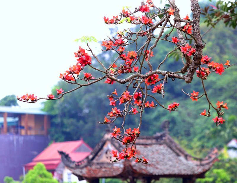 Đến Việt Nam, hoa gạo xuất hiện tại nhiều làng quê