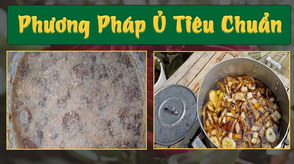 Dịch chuối nước vo gạo cung cấp dưỡng chất thiết yếu cho cây