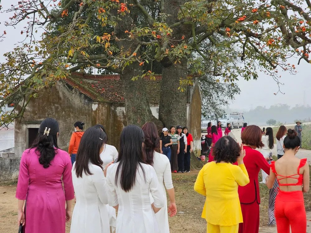 Du khách háo hức chiêm ngưỡng và chụp ảnh với cây gạo Miếu Bà Cô vào tháng 3