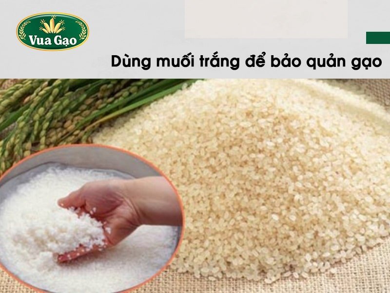 Dùng muối trắng để bảo quản gạo tránh mọt