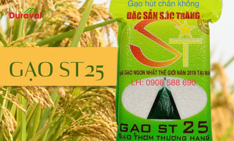 Gạo ST 25 - Nữ hoàng của các loại gạo dẻo thơm, được vinh danh ngon nhất thế giới
