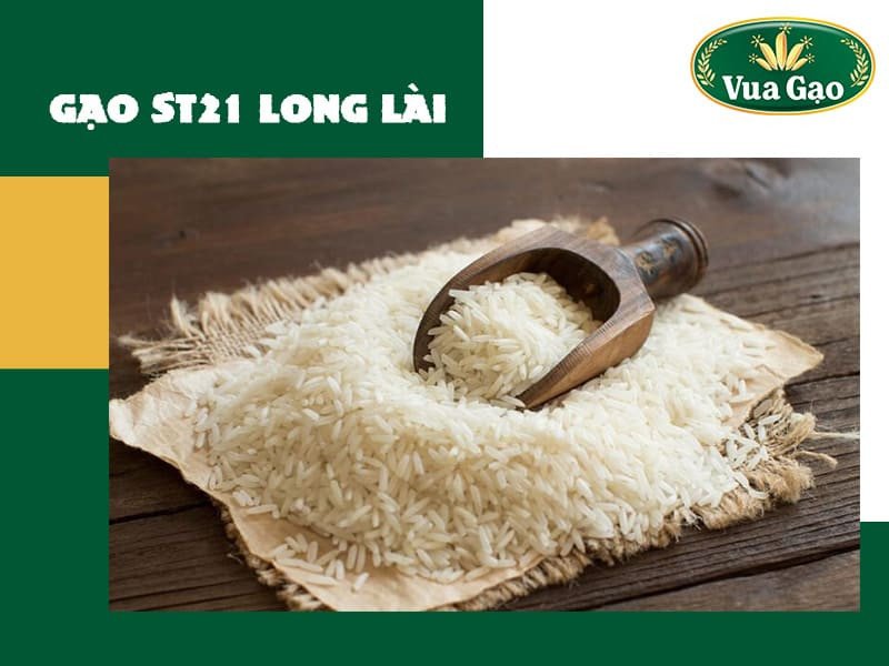 Gạo ST21 Long Lài RVT, một giống gạo chất lượng cao được phát triển tại Việt Nam.