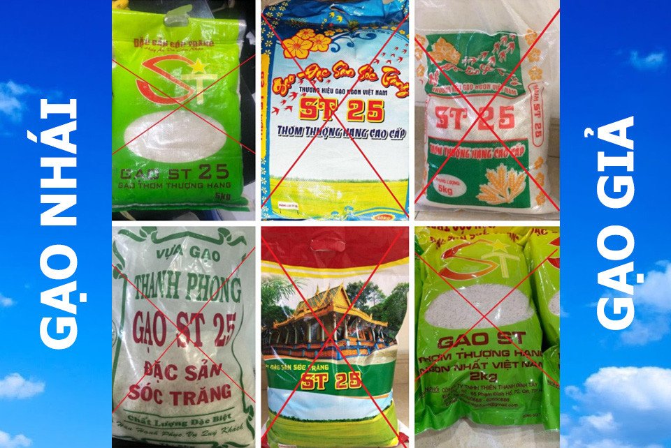 Gạo ST25 Sóc Trăng giả trên thị trường