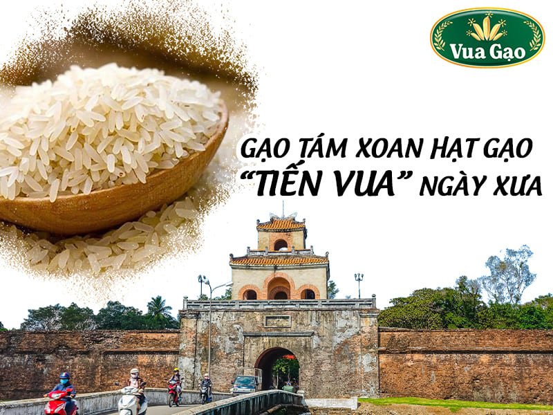 Gạo tám xoan Hải Hậu, hạt ngọc tiến vua