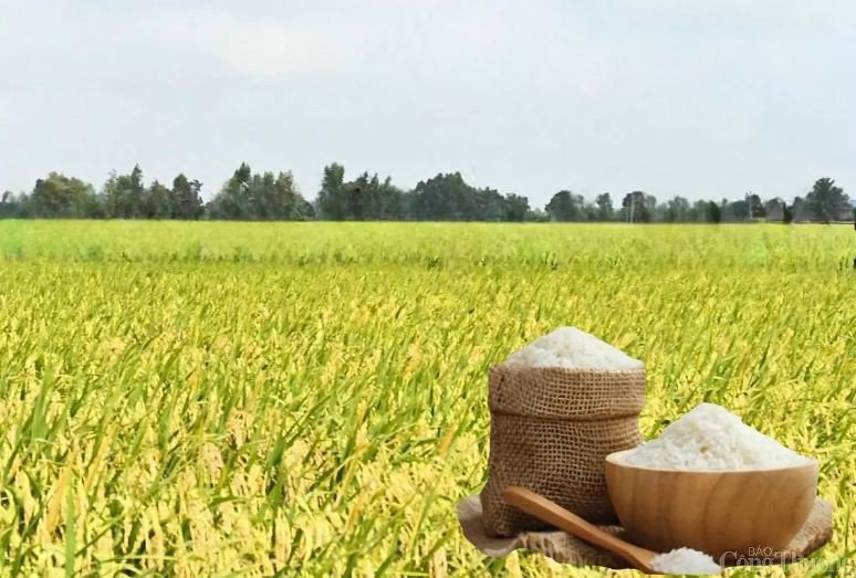 giá lúa gạo hiện nay, lúa tươi và gạo tại Đồng bằng sông Cửu Long