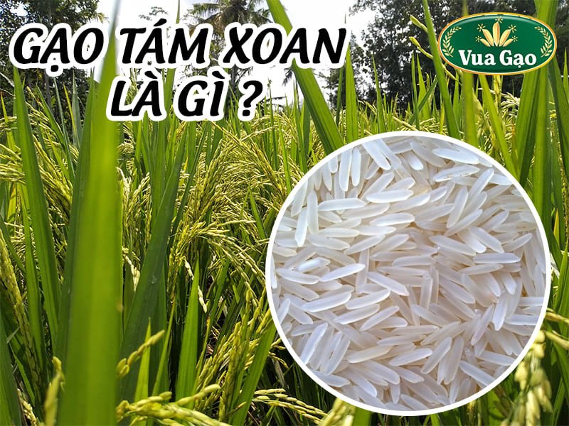 Hạt gạo tám xoan Hải Hậu trắng trong