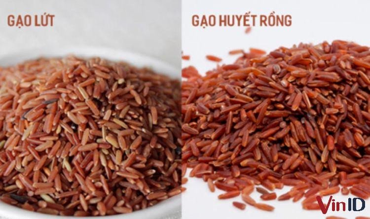 Hạt ngũ cốc gạo lứt huyết rồng màu nâu đỏ đặc trưng và gạo lứt đỏ thông thường