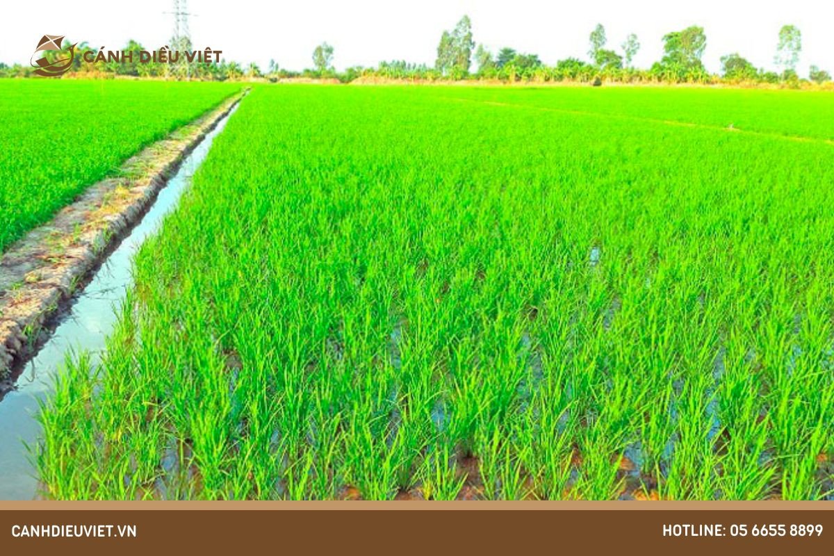 Hệ thống tưới tiêu trên đồng ruộng, đáp ứng nhu cầu nước của cây lúa, thể hiện đặc điểm sinh thái của cây lúa gạo là ưa khí hậu ẩm và ngập nước