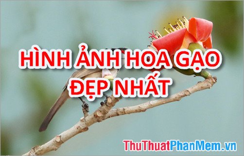 Hình ảnh cây gạo bung nở rực rỡ, tô điểm cho cảnh sắc làng quê Việt