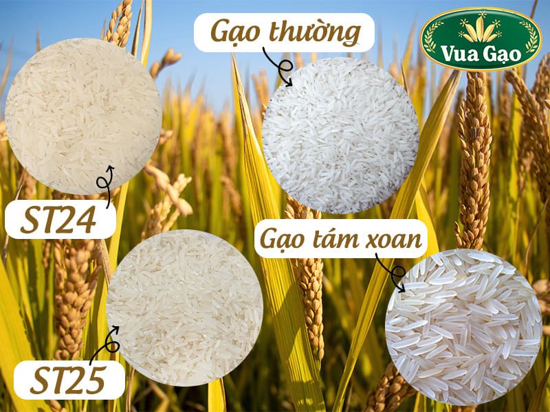 Hình dạng gạo tám xoan và các loại gạo khác