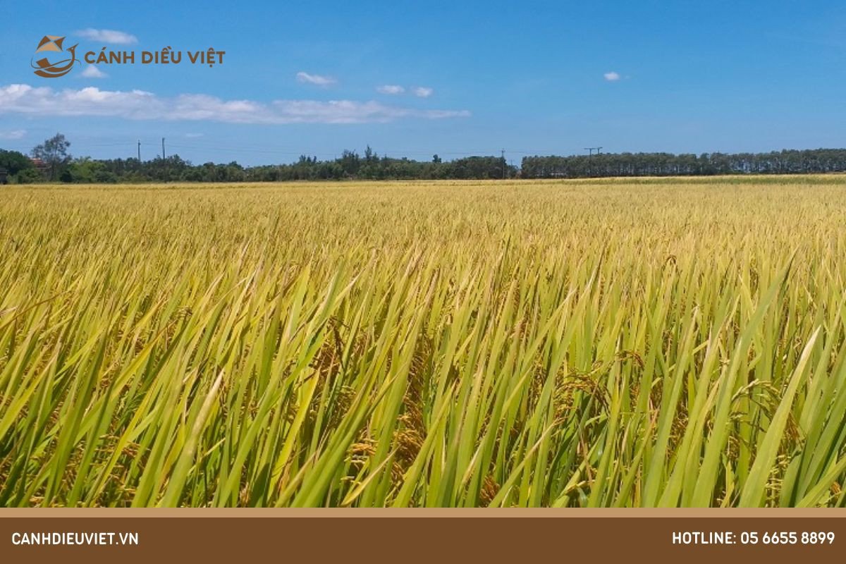 Hình minh họa nhiệt độ tối ưu cho sự sinh trưởng của cây lúa, yếu tố quan trọng trong đặc điểm sinh thái của cây lúa gạo là ưa khí hậu ấm