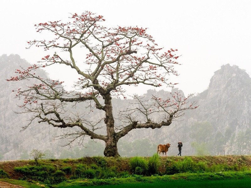 Hoa gạo cũng gắn liền với hình ảnh ở làng quê và đã trở thành một biểu tượng trong tiềm thức của nhiều người dân Việt Nam
