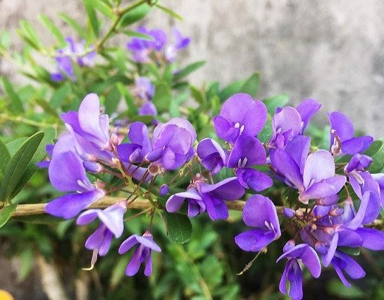 Hoa linh sam hạt gạo màu tím rực rỡ nở đồng loạt trên thân cây