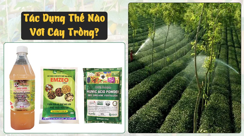 Lợi ích của dịch chuối nước vo gạo đối với sự phát triển của cây