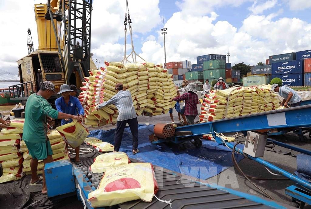 Một chuyến hàng gạo lớn đang được vận chuyển tại cảng, thể hiện hoạt động xuất khẩu sôi động của Việt Nam.