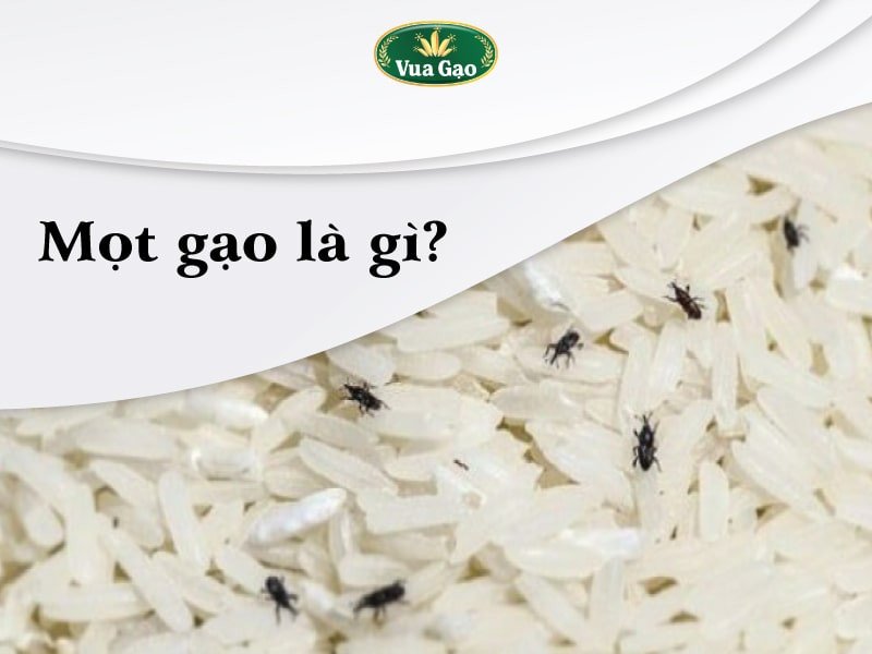Mọt gạo là gì và đặc điểm nhận dạng