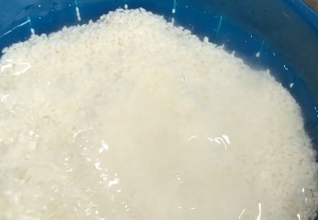 Ngâm gạo nếp qua đêm