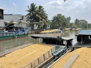 Người nông dân thu hoạch lúa chín vàng ươm trên cánh đồng