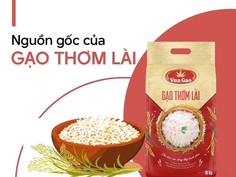 Ruộng lúa thơm lài trù phú tại Đồng Bằng Sông Cửu Long