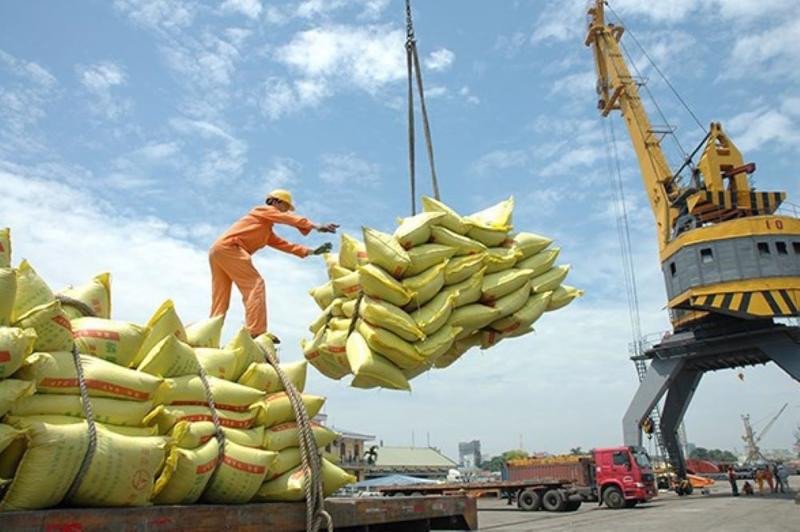 Ruộng lúa trù phú dưới ánh nắng, biểu trưng cho tiềm năng và nguồn cung lúa gạo dồi dào của Việt Nam.