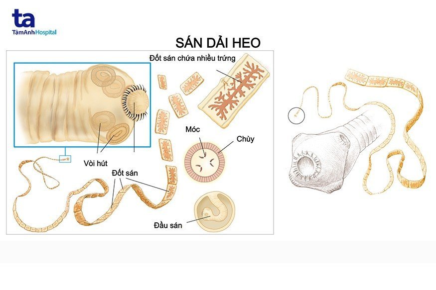 Sán dải heo trưởng thành, tác nhân gây bệnh lợn gạo