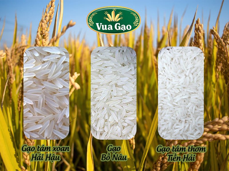So sánh các loại gạo tám thơm hiện nay