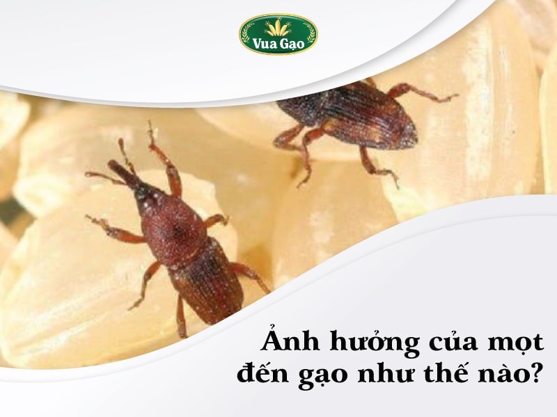 Tác hại của mọt gạo