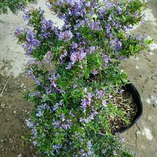 Tác phẩm bonsai linh sam hạt gạo với dáng thế tự nhiên trong chậu