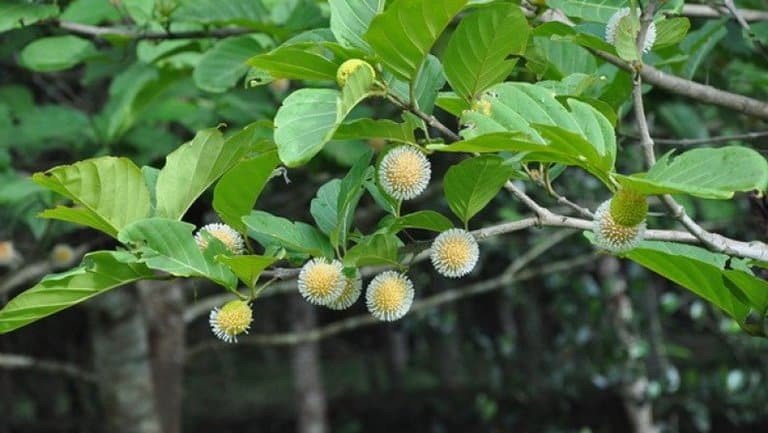 Vỏ cây gáo vàng phơi khô chuẩn bị chế biến