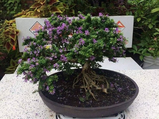 Ý nghĩa sâu sắc của cây linh sam hạt gạo trong phong thủy nhà ở