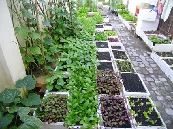 Các loại rau xanh phát triển tốt khi được tưới bằng nước vo gạo tự nhiên