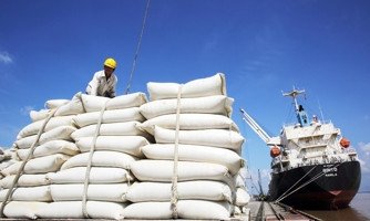 Cánh đồng lúa vàng óng bao quanh nhà máy gạo Hạnh Phúc, đảm bảo nguồn nguyên liệu
