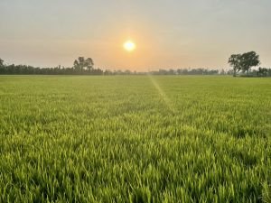 Cánh đồng lúa xanh mướt cho ra hạt gạo chất lượng